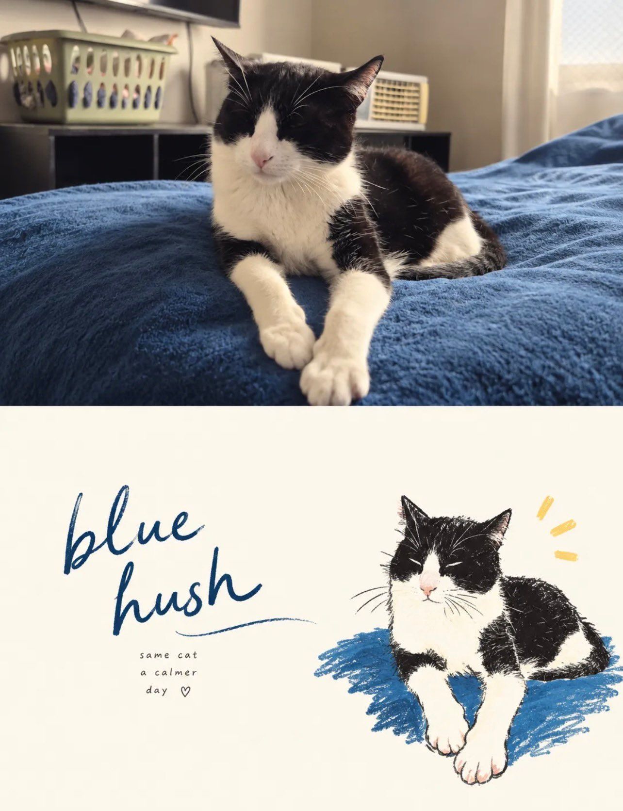 Black-and-white cat on a blue blanket paired with a blue hush marker illustration