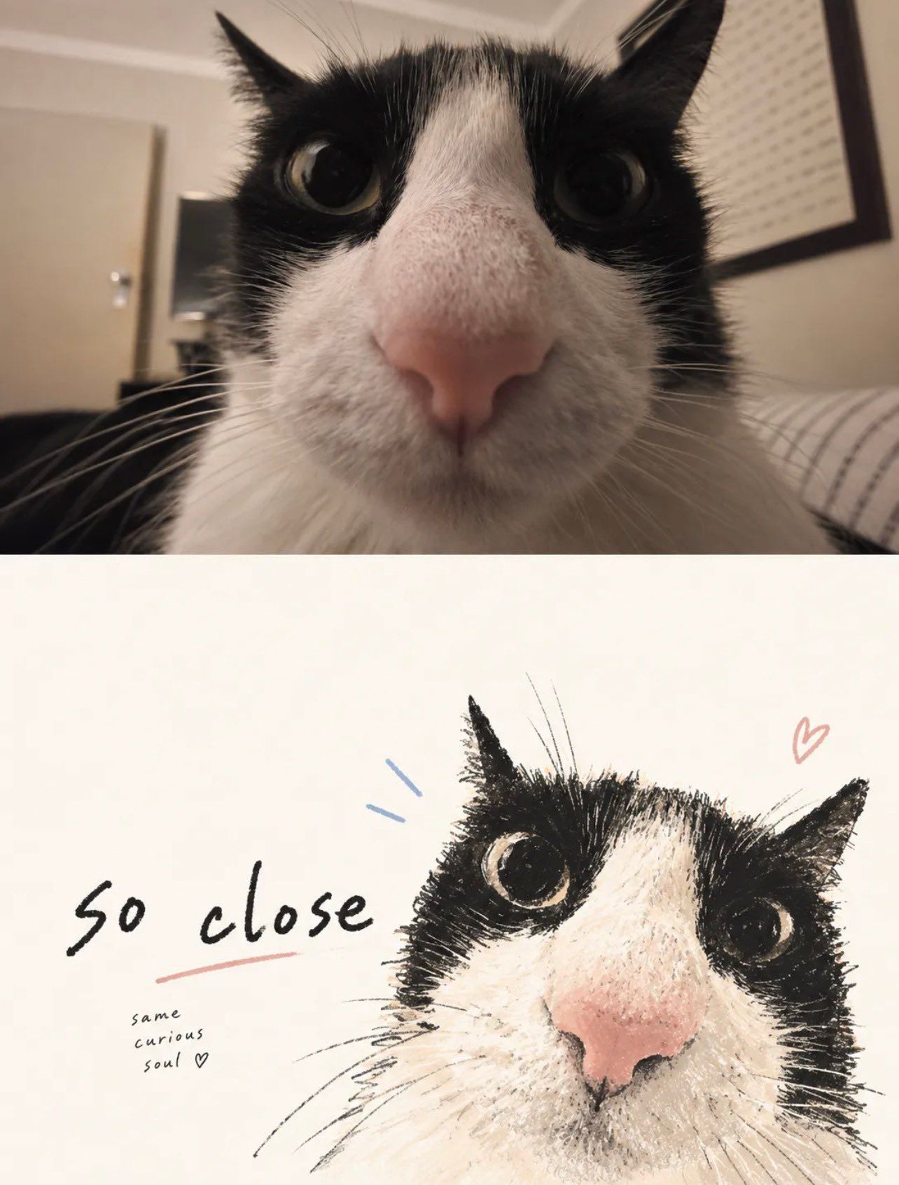 Close-up tuxedo cat photograph paired with a sparse so close doodle