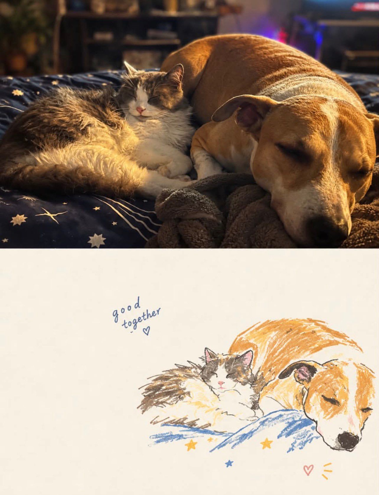 Cuddling cat and dog photograph paired with a good together hand-drawn illustration