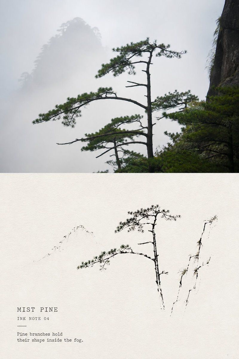Pine tree against misty mountains paired with a sparse ink-line study on warm white paper